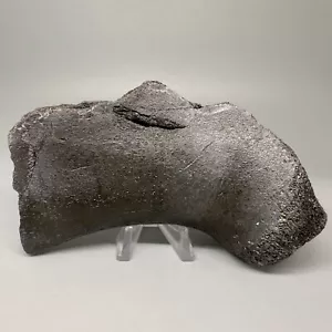 Rare 5.53" Fossil Ulna w/multiple MEGALODON Shark Tooth Bite Marks - Deep!!! - Picture 1 of 11