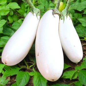 Casper White Eggplant Seeds | Aubergine Brinjal Melongene Heirloom Seed For 2025 - Picture 1 of 12