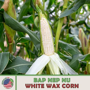 25 Bap Nep Nu White Waxy Corn Seeds, White Glutinous Corn, Heirloom, Genuine USA - Picture 1 of 2