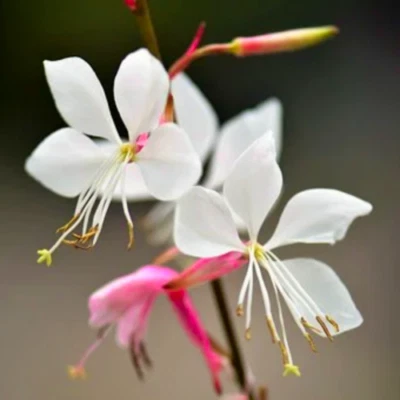 Gaura lindheimeri (Oenothera Whirling Butterflies Beeblossom Flowers) SEEDS | UK - Image 1 of 3