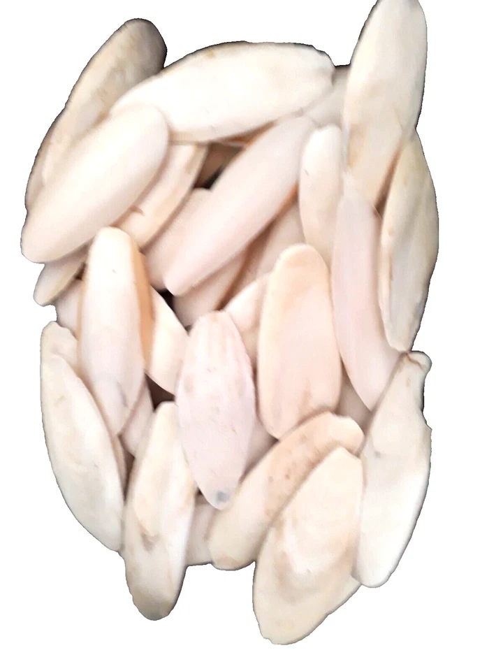 Sepiaschalen 150g 5-10cm ca. 40 Stück Ergänzungsfutter Sepia Calcium Mineralien - Bild 1 von 4