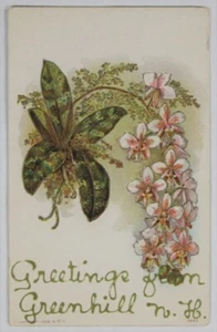 Postal de orquídea Phalaenopsis en relieve de 1910. Greenhill, Nueva Hampshire DPO 1892-1913. - Imagen 1 de 2