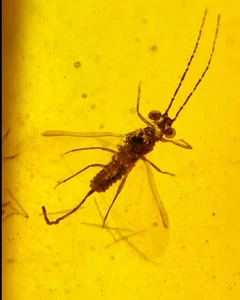 Cretaceous Fossil Burmese amber burmite Scale insect amber Fossil Myanmar - Picture 1 of 5