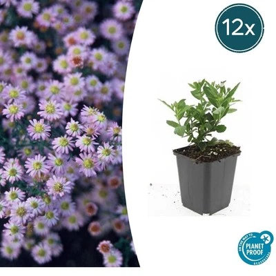 Aster autunnale | 6,12 o 20 pezzi | Aster ageratoides 'Stardust' - Immagine 1 di 4