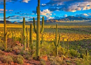 Postal del desierto de Sonora - Tarjeta de felicitación 3D - Imagen 1 de 1