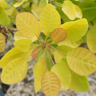 Planta viva Cotinus Winecraft Gold Smokebush de 4" maceta probada ganadores jardín exterior Foto 1 de 3