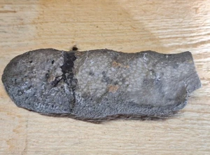 Coral fósil favorito en piedra caliza período Devónico Michigan - Imagen 1 de 10