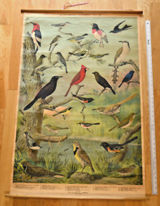 Massachusetts Audubon Bird Chart No. 2 (1900) Louis Agassiz Fuertes Linen Backed