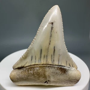 Amazing colors, Gorgeous 1.94" Fossil GREAT WHITE Shark Tooth - Peru - Picture 1 of 6