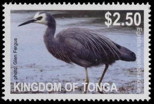 TONGA 1161 - Weißgesichtiger Reiher "Egretta novaehollandiae" (pc27986) - Bild 1 von 1