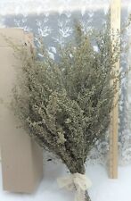 All Natural Heirloom 2021 Aromatic Sweet Annie Dried Floral Supply 13"-18"