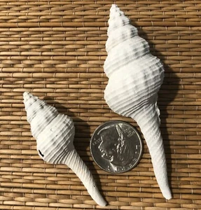 2 HEILPRINIA CALOOSAENSIS FLORIDA FOSSIL SHELLS - EXTINCT - Picture 1 of 5