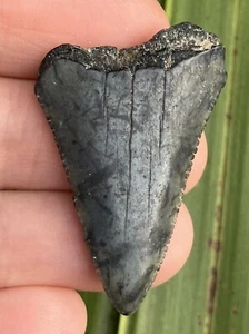 Great White 1.47” Not Megalodon Tooth Fossil Shark Teeth - Picture 1 of 2