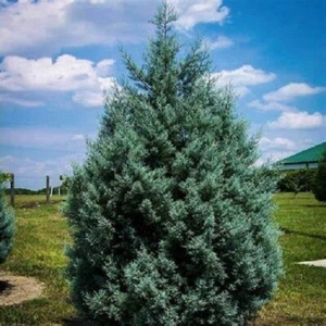 8 Arizona Cypress Tree Seeds - Picture 1 of 1