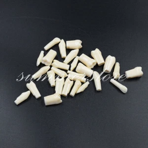 28Pcs/Set Dental Study Teach Resin Artificial Teeth Model Demonstration Practice - Picture 1 of 8