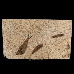 3 Three Diplomystus And Knightia Fossil Fish Green River FM WY Eocene Age COA - Picture 1 of 11