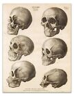 Anatomy CRANIUM Osteology PLATE I Vintage Illustration 22x17" Art Print