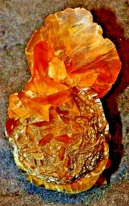 FLUO GOLDEN SELENITE GYPSUM 4 X 3 X 6 CM RED RIVER, MANITOBA CANADA #14 - Picture 1 of 3