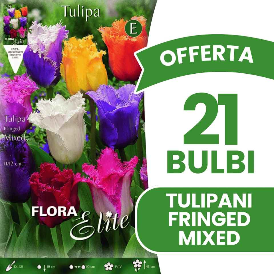OFFERTA 21 BULBI TULIPANO SFRANGIATI MIX DI COLORI BULBI AUTUNNALI BULBS BULBES