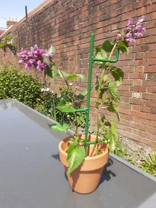 2x NEW HANDMADE 12" (30cm) PLANT SUPPORT RODS IN LIGHT GREEN TO GROW UPRIGHT. - Picture 1 of 2