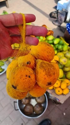 Plinia Clausa - TOP PLINIA - 1 YR OLD - Image 1 of 4