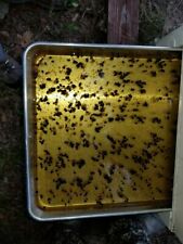 IPM Beekeeping Bottom Board for Filtering Varroa Mites Small Hive Beetles