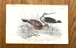 Antikes handkoloriertes STEWART & LIZARS SCHWARZSCHWANZ GODWIT Buch Gravur Druck - Bild 1 von 1