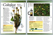 Coltsfoot - Directory - Secret World Of Herbs Fact File Card