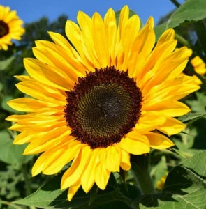BULK Sunflower Seeds For Planting | Large Black Oil Tall Sun Flower Seed 2025 - Picture 1 of 4
