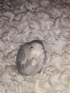 Sehr seltene voll versteinerte Schnecke mit Augen und Mund zeigen - Bild 1 von 8