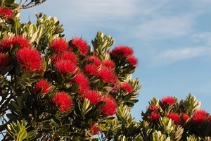 SAMEN Neuseeländischer Weihnachtsbaum Metrosideros excelsa  farbenprächtiges rot - Bild 1 von 1