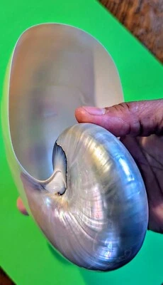 Great Collectible Pearlised  Polished Nautilus Sea Shell - Perfect Condition!! - Image 1 of 4