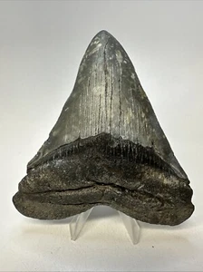 Megalodon Shark Tooth 4.61 inch - Natural - Wide Fossil - Authentic - Real 19097 - Picture 1 of 8