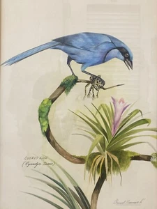 🔥 Fine Vintage Ornithology Naturalist Audobon BIRD Blue Jay Painting - NARVAEZ - Picture 1 of 24