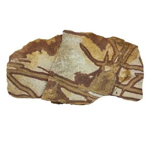 Bild Jaspis Rhyolith, 3,5 Pfund, Platte, Taxi rau, lapidar, #R-6189 - Bild 1 von 11