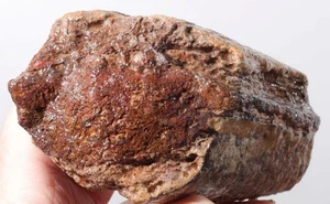 Hueso de gema de dinosaurio agatizado multicolor 1 lb 5 oz lote aproximado J3 fluoresces - Imagen 1 de 18