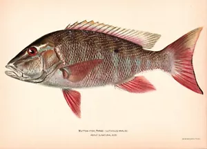 Um 1900 Hammelfisch, Pargo FARBE CHROMOLITHOGRAPH 7"" x 10"" PR - Bild 1 von 2