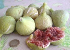 BARDACIK FIG (Ficus carica) 4 FRESH CUTTINGS