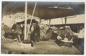 Kamelwohnwagen in Eregli RWS, Stier, Türkei, RPhC, 1916 - Bild 1 von 2
