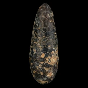 Cono de pino fósil XL 2,3" Equicalastrobus reemplazado por semillas de ágata de la Edad del Eoceno - Imagen 1 de 10