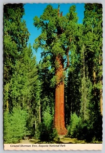 Postal California Sequoia National Park General Sherman Redwood Tree 21W - Imagen 1 de 2
