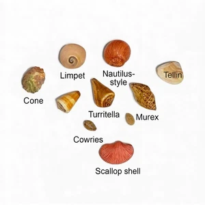 Gemischte Meer Strand Muscheln Basteln Muscheln Aquarium Deko 15 Stück - Bild 1 von 3