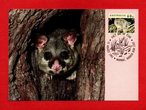 1992 COMMON RING TAILED POSSUM  postcard postage pre paid AUSTRALIAN animal bird - Bild 1 von 2
