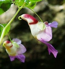 Piante, semi e bulbi