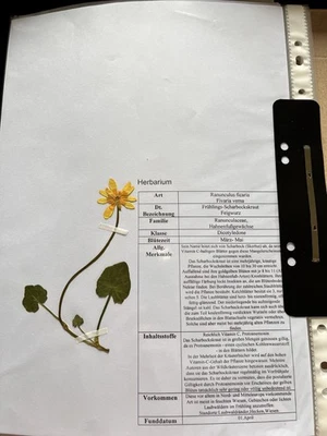 Herbarium mit 20 gepressten Pflanzen aus 20 Familien inkl. Bestimmung - Bild 1 von 4