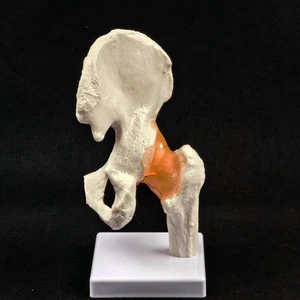 Modelo anatómico de articulación de cadera de tamaño natural esqueleto humano anatomía médica - Imagen 1 de 4
