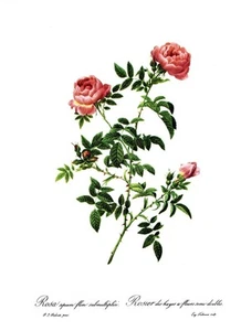 Botanical Print, Redoute Roses, Rosa Sepium. 1978 reproduction print - Picture 1 of 1