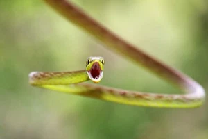 Serpiente de loro verde Costa Rica por Jim Cumming fotografía de vida silvestre impresión de giclee - Imagen 1 de 3