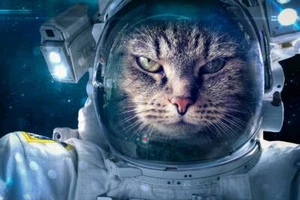 Cat in Space Funny Cool Wall Decor Art Print Poster 24x36 - Picture 1 of 1