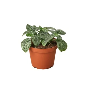 Fittonia 'White Nerve Plant' - Picture 1 of 6